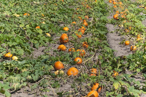 Hokkaido pumpkin