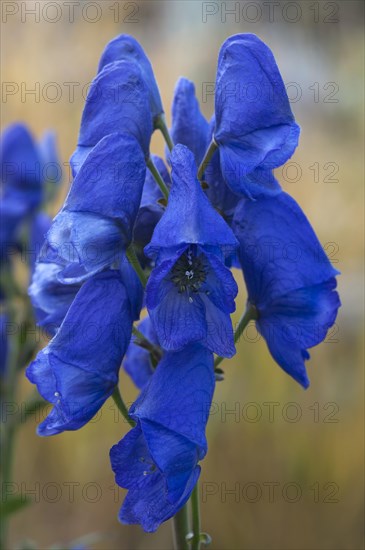 Monkshood (Aconitum napellus) flower