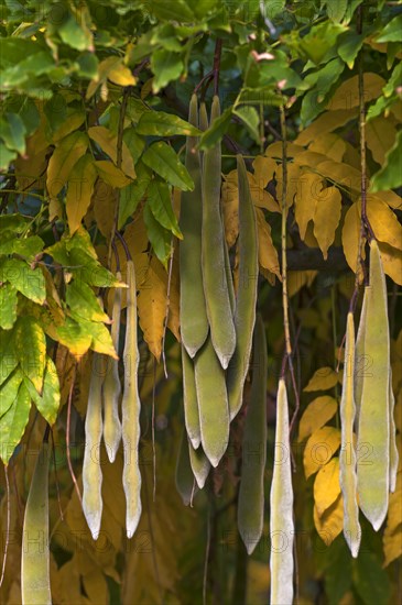 Japanese wisteria (Wisteria floribunda) seedpods