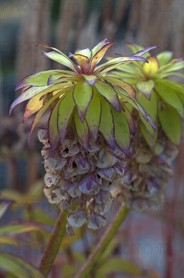 Pineapple flower (Eucomis bicolor) seedhead