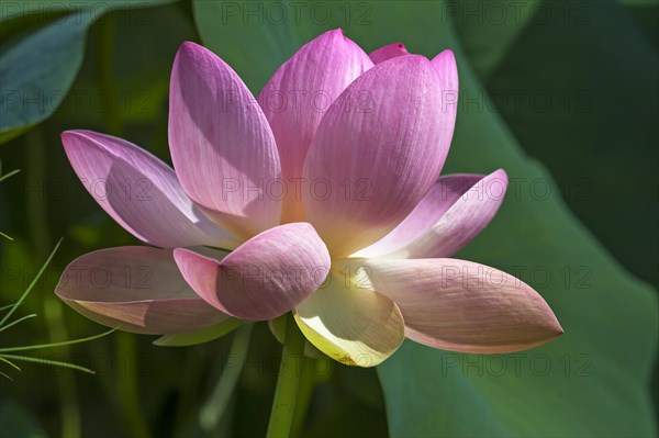 Indian lotus