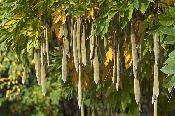 Japanese wisteria (Wisteria floribunda) seedpods