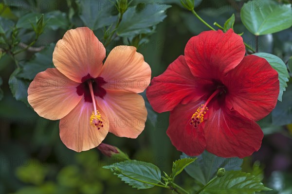 Chinese hibiscus (Hibiscus rosa-sinensis)