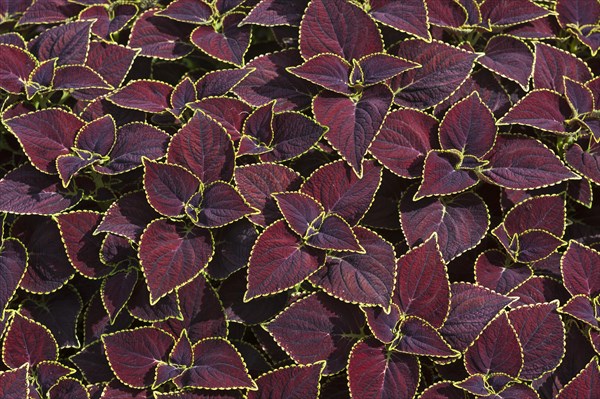 Coleus (Solenostemon scutellarioides)