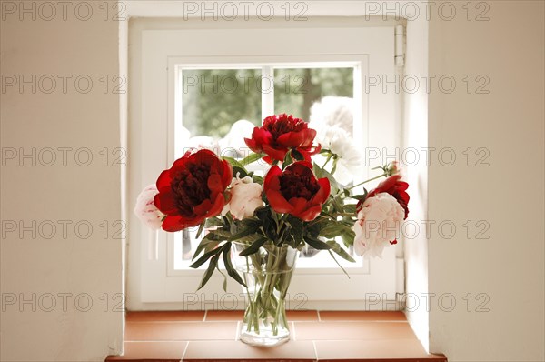 Peonies (Paeoniaceae) in the window