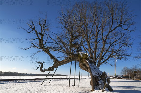 Ancient summer lime (Tilia platyphyllos)