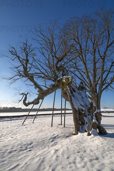 Ancient summer lime (Tilia platyphyllos)