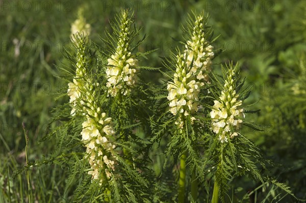 Crested lousewort (Pedicularis comosa)