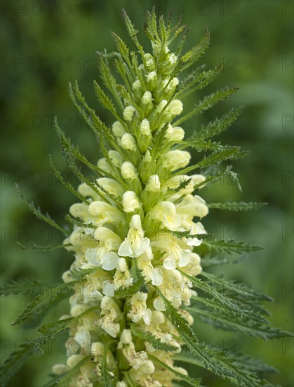 Crested lousewort (Pedicularis comosa)