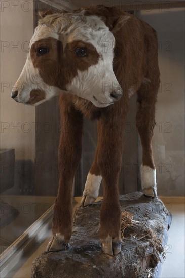 Taxidermy