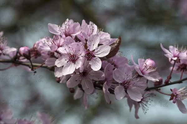 Black cherry plum (Prunus cerasifera Nigra)