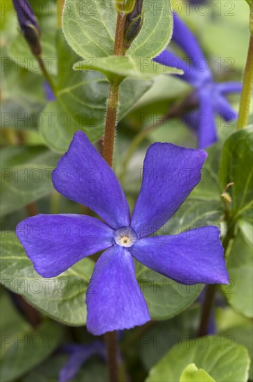 Greater Periwinkle (Vinca major)