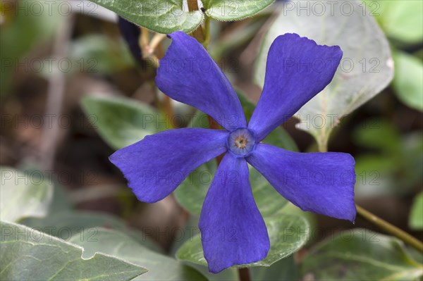 Greater Periwinkle (Vinca major)