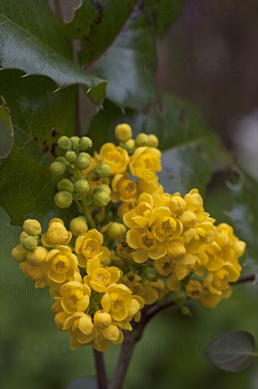 Yellow flowers of an Oregon-grape (Mahonia aquifolium)