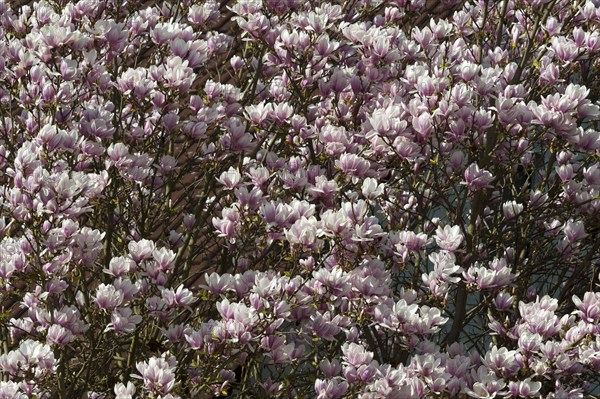 Blooming magnolia (Magnolia)