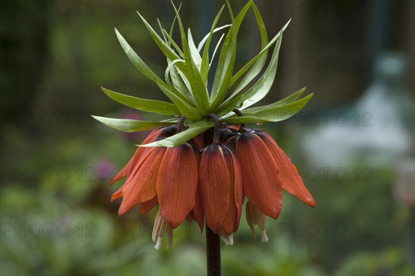 Crown imperial (Fritillaria imperialis)