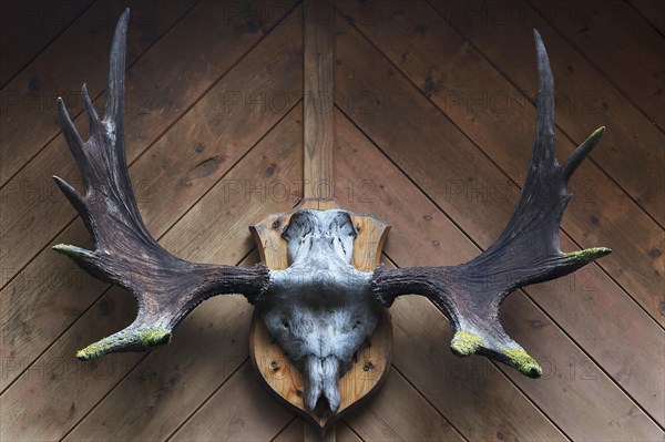 Moose antlers (Alces alces) on a wooden wall
