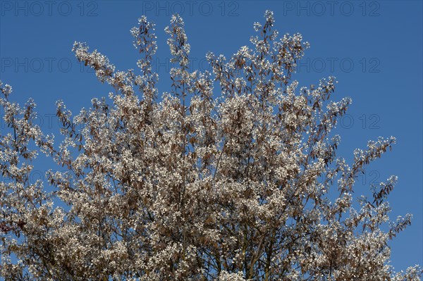 Blooming Juneberry (Amelanchier lamarckii)