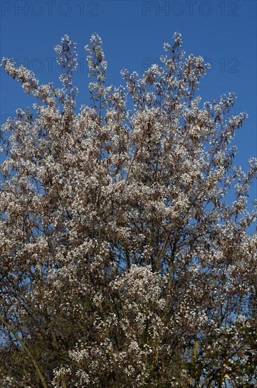 Blooming Juneberry (Amelanchier lamarckii)