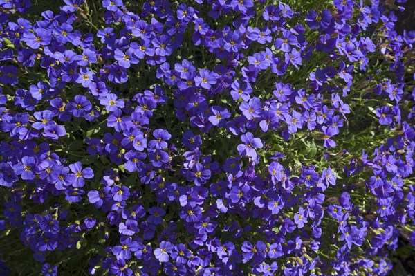 Lilacbush (Aubrieta deltoidea)