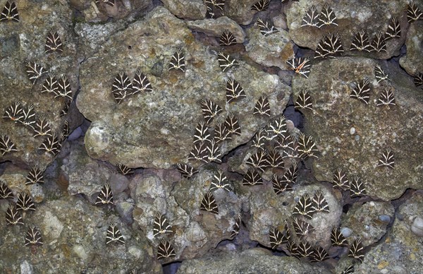 Jersey Tigers (Euplagia quadripunctaria)