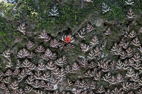 Jersey Tigers (Euplagia quadripunctaria)