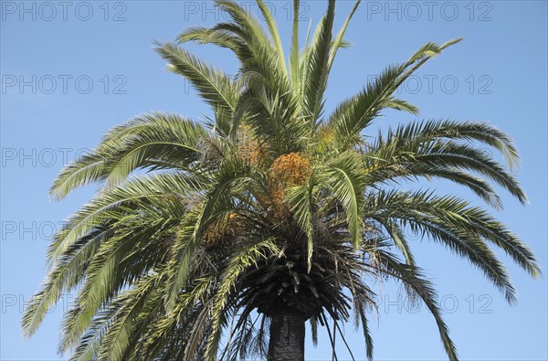 Canary Island date palm (Phoenix canariensis)