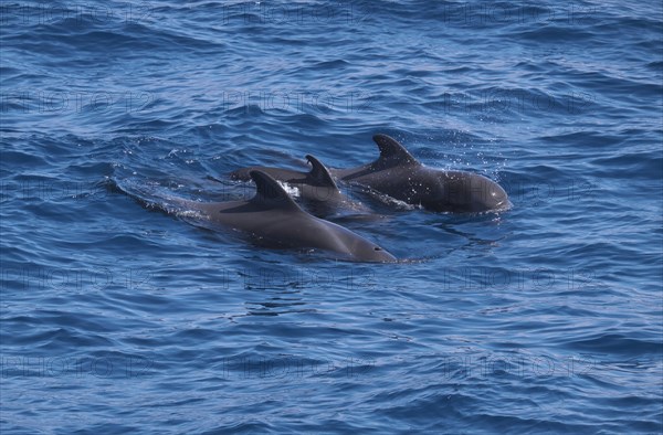 Small group of pilot whales (Globicephala)