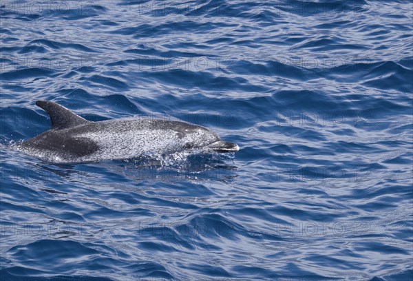 Spotted Dolphin (Stenella)