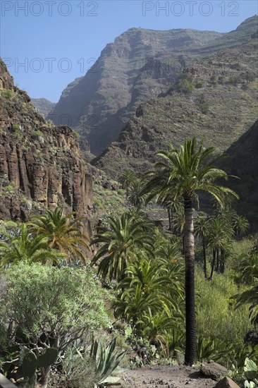 Palm trees in the Valle Gran Rey