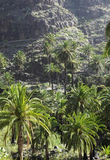 Palm trees in the Valle Gran Rey