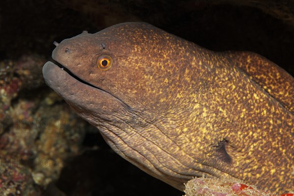 Yellow-edged moray (Gymnothorax flavimarginatus)