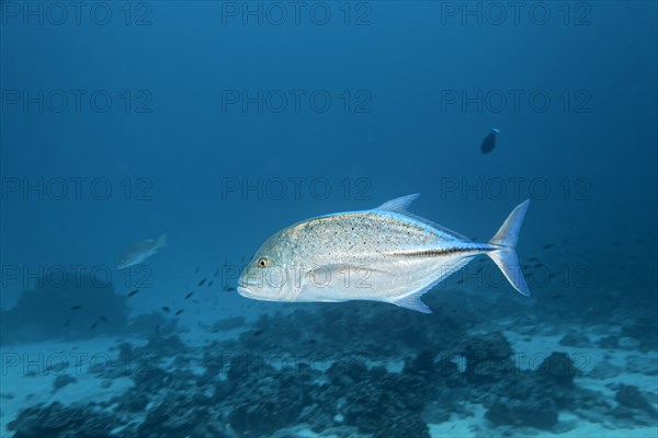 Bluefin trevally (Caranx melampygus)