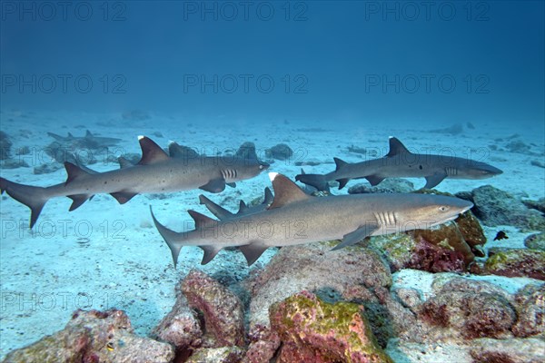 Three white tip reef sharks (Triaenodon obesus) swimming close to seabed