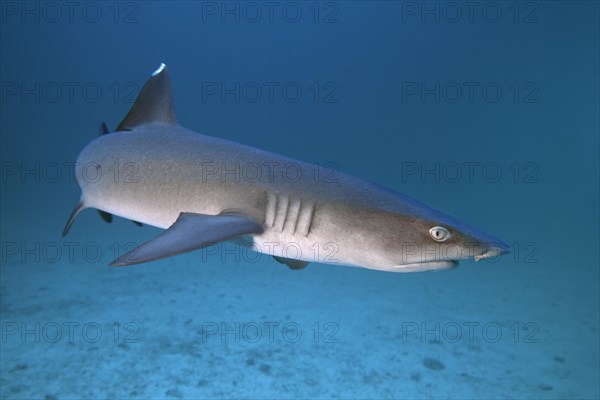 Whitetip reef shark (Triaenodon obesus)