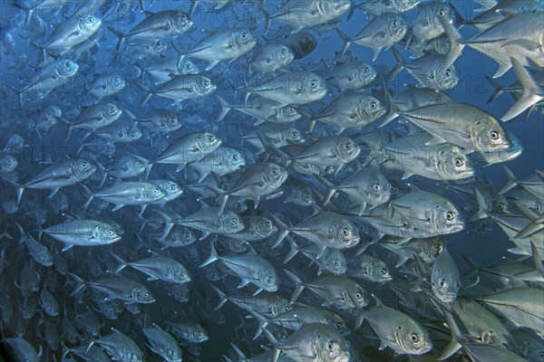 School of bigeye trevally (Caranx sexfasciatus)