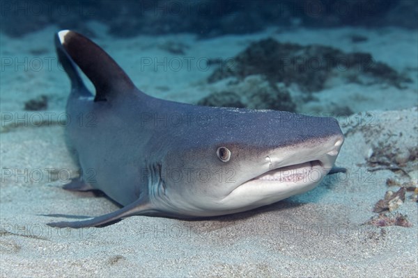 Whitetip reef shark (Triaenodon obesus) lying on sandy seabed