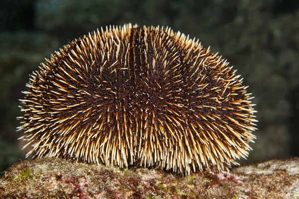 White Sea Urchin (Tripneustes depressus)