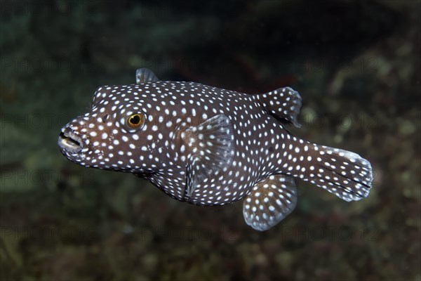 Guineafowl puffer or golden puffer (Arothron meleagris)