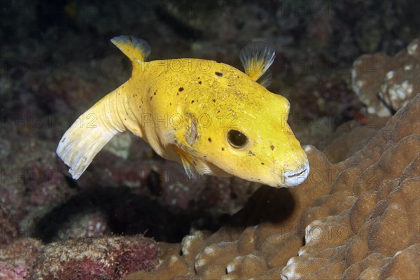 Guineafowl puffer or golden puffer (Arothron meleagris)