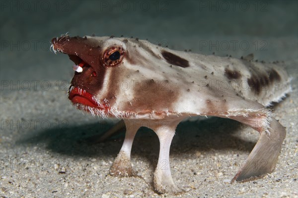 Red-lipped batfish or Galapagos batfish