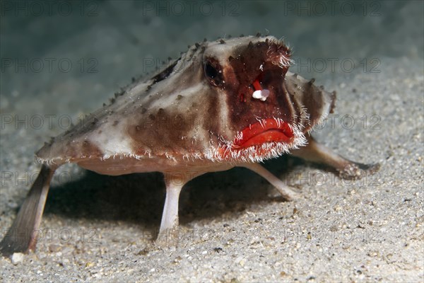 Red-lipped batfish or Galapagos batfish