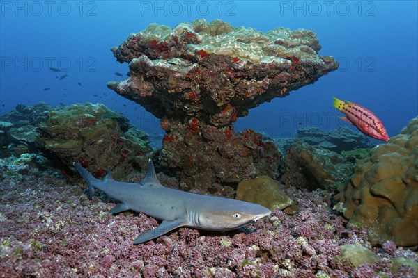 Whitetip reef shark (Triaenodon obesus) lying on coral debris in front of coral boulder