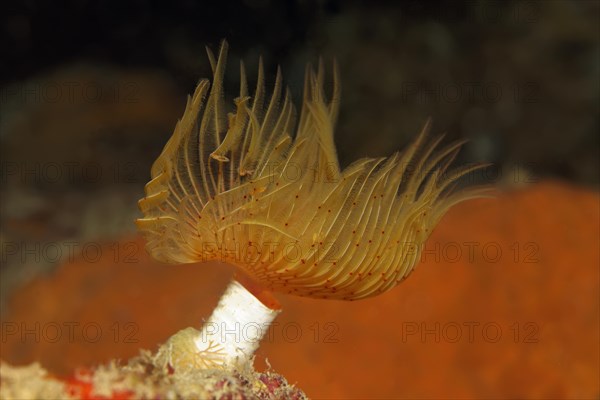 Red-spotted Horseshoe (Protula tubularia)