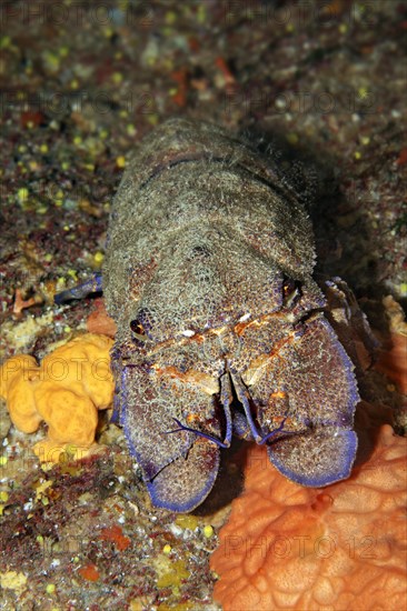 Mediterranean slipper lobster (Scyllarides latus)