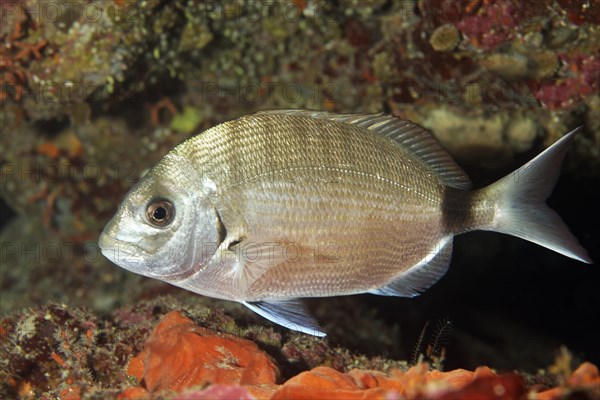 White seabream (Diplodus sargus)