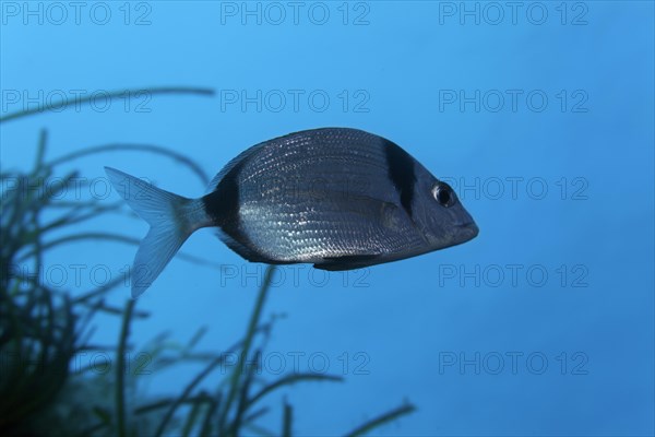 Common two-banded seabream (Diplodus vulgaris)