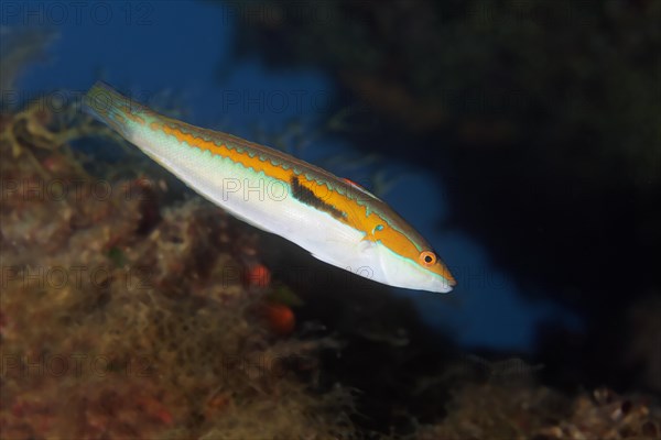 Mediterranean rainbow wrasse (Coris julis)