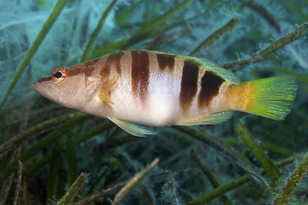 Painted comber (Serranus scriba) swimming through Neptune grass (Posidonia oceanica)