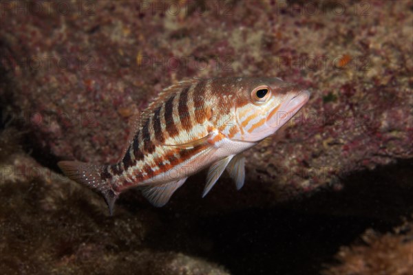 Comber (Serranus cabrilla)